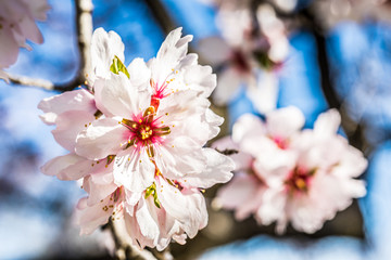 Almonds blossom in Madrid (Quinta de los Molinos Park)