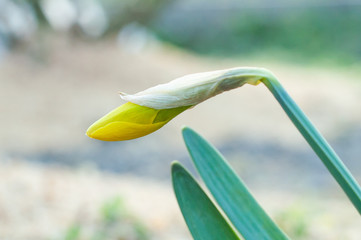 Beautiful yellow crocus flower begins to bloom closeup
