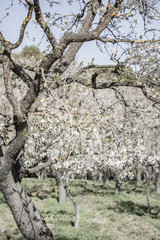 Almonds blossom in Madrid (Quinta de los Molinos Park)