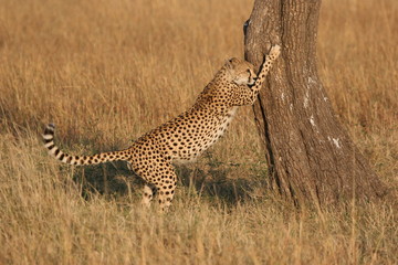 cheetah shappening his claws
