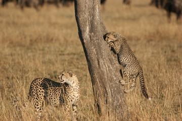 cheetah cub trying to climb a tree