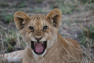 lion cub with mouth open
