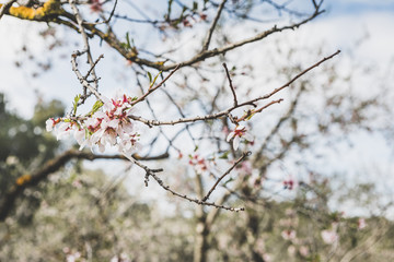 Almonds blossom in Madrid (Quinta de los Molinos Park)