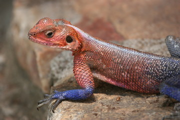 Naklejka na ściany i meble Agama lizard in his breding colors