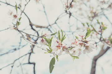 Almonds blossom in Madrid (Quinta de los Molinos Park)