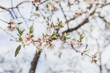 Almonds blossom in Madrid (Quinta de los Molinos Park)