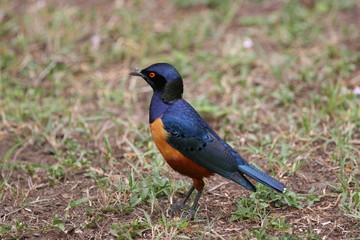 hilderbrant  starling in the bush