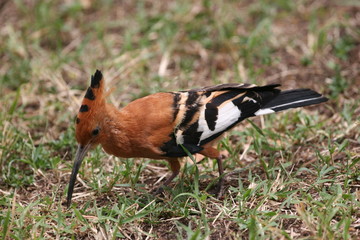 African hoopoe bird looking for insects