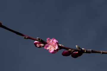 Peach blossom 1