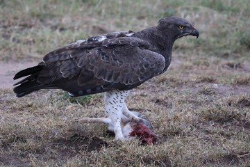 side view of marsial eagle with a kill