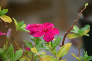 Side view of beautiful pink color catharanthus flowers