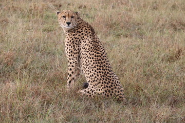 cheetah adult looking at the camera