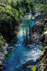 little creek in the woods