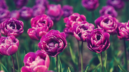 Spring park. Colorful tulips garden in spring. Beautiful pink tulips in flowerbed. Famous holland spring flower park.