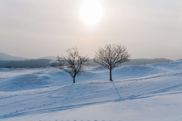 Barren trees on a snow covered landscape