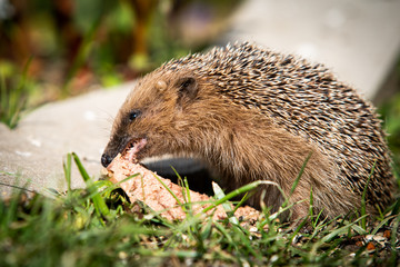 Ein Igel zeigt die Igelzähne,
