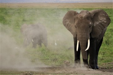 Fototapeta na wymiar Elephants behind a ball of dust