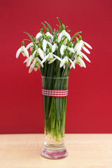 Romantic bouquet of snowdrops (Galanthus nivalis) 