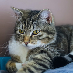 chat gris et blanc au repos