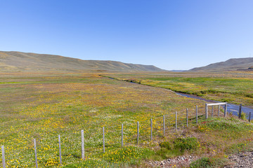 Fototapeta na wymiar Bellavista stuary, with flowery field at spring season - Magallanes and Chilean Antarctica Region