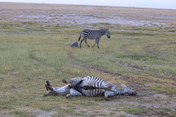Fototapeta na wymiar zebra baby head during birth