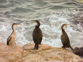 Three cormorants with yellow five on beak stands on rock