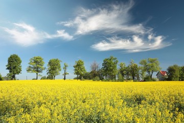 Maple trees on a blooming rapeseed field