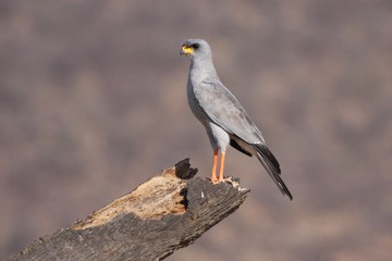eastern grey chanting goshawk