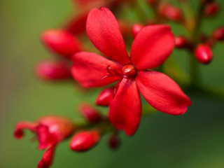 Red beautiful blooming tropical flower Jatropha integerrima