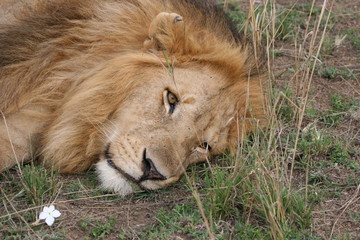 Naklejka premium lion in the grass