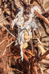 A tangled fishing net hangs on tree branches, cast ashore on the Baltic Sea after a storm. Environmental pollution