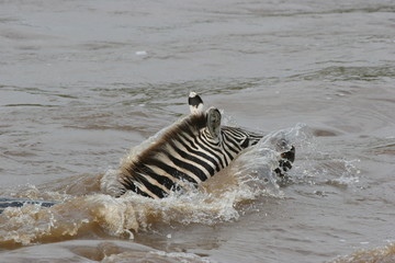 Fototapeta na wymiar zebra crossing river