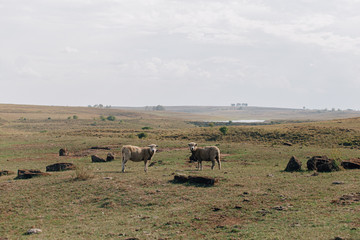 herd of wildebeest