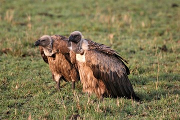 A pair of white backed vulture