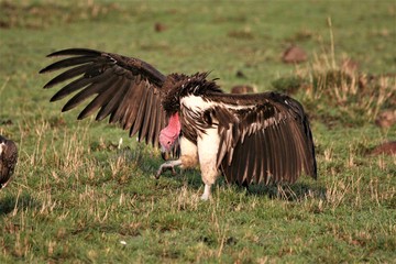 lappet faced vulture ready for a fight