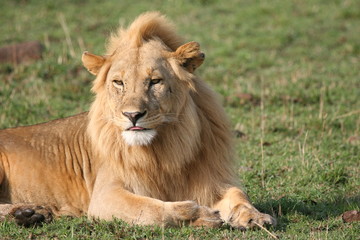 male lion with brown manes