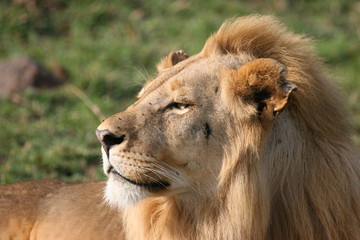 close up of a male lion with young manes