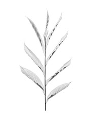 fine art de plantas brasileiras em preto e branco