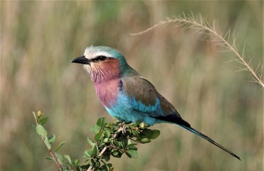 lilac breasted roller