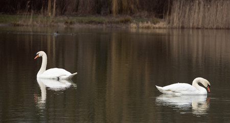 Two swans on the lake
