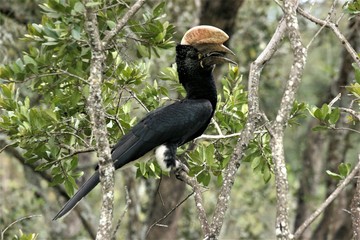 casked hornbill