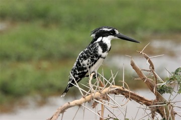 pied kingfisher on a branch