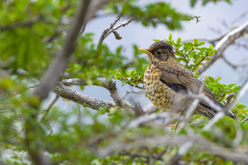 Falkland Thrush, Turdus falcklandii, sitting on the branch tree, animal in the nature habitat