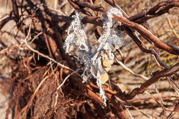 A tangled fishing net hangs on tree branches, cast ashore on the Baltic Sea after a storm. Environmental pollution
