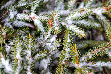 branch pine tree snow