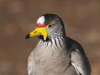 close up of wattled plover