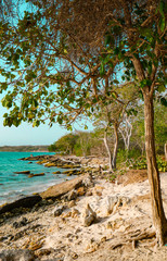 Fototapeta na wymiar Native Plants and trees in Caribbean Sea, Baru Island, Cartagena, Colombia.