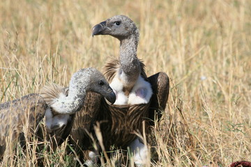 vulture in serengeti national park serengeti