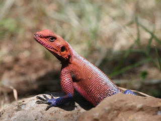 red headed agama lizard
