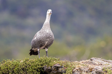 Upland Goose male (Chloephaga picta) on the rocks